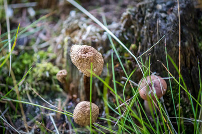 Close-up of mushroom growing in grass