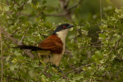 Bird perching on a tree