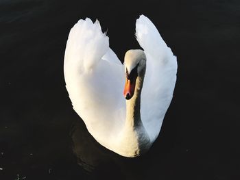 View of swan floating in lake