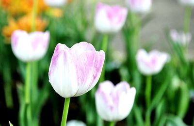 Close-up of pink crocus flowers growing on field