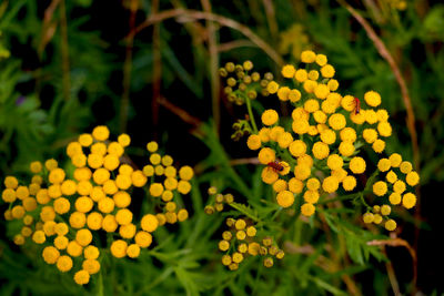 Close-up of yellow flowering plants in park