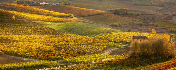 View of vineyard