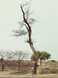 Bare tree on field against clear sky