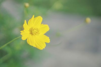 Close-up of yellow flowering plant