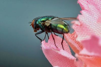 Close-up of insect on fake pink flower