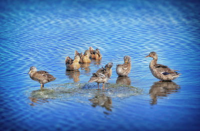 Birds swimming in lake