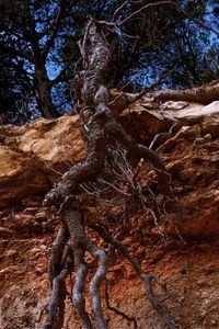 Bare trees on landscape