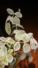 Close-up of fresh green plant against black background