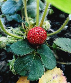 Close-up of strawberry growing on plant