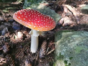 High angle view of fly agaric mushroom on field