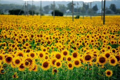 Close-up of sunflower field