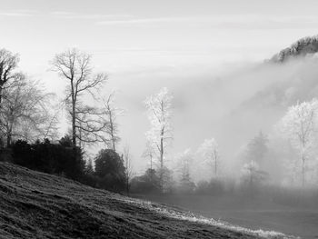 Trees in forest against sky during winter