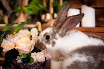 Close-up of rabbit