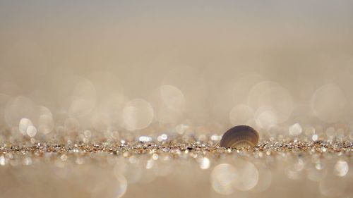 Close-up of water drops on glass against blue background