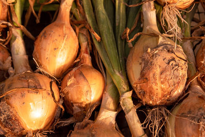 Close-up of vegetables for sale