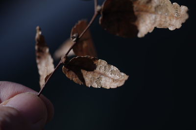 Close-up of hand holding dry leaf against black background