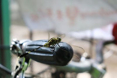 Dragonfly sits on bicycle handle