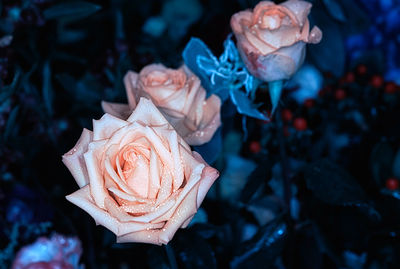 Close-up of rose flower