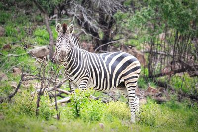 Zebras standing in a field