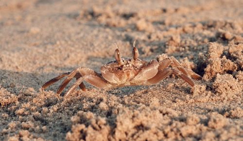 Close-up of spider on sand