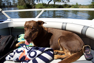 Dog sitting on boat