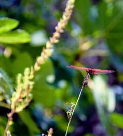 Close-up of dragonfly on plant