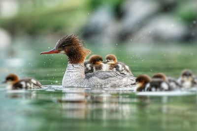 Ducks swimming in lake