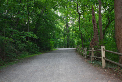 View of trees along road