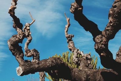 Low angle view of tree against sky