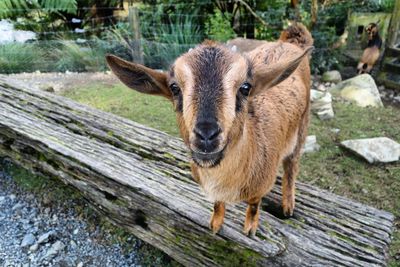 Close-up portrait of goat standing on wood