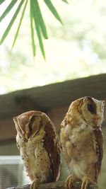 Close-up of birds perching on a tree