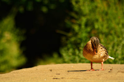 Close-up of a bird