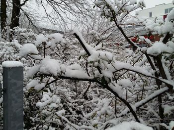 Bare trees in snow covered landscape