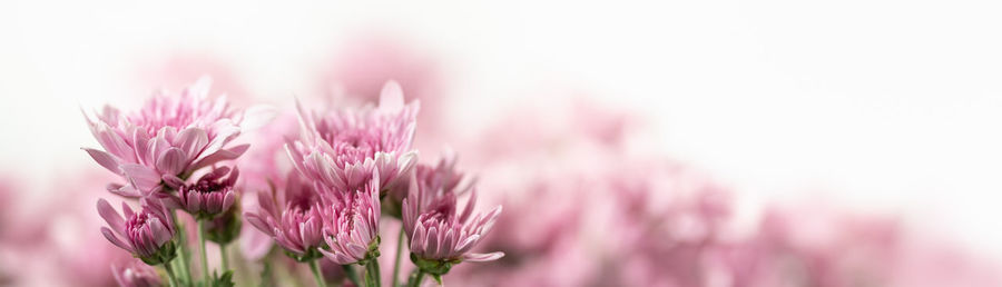 Close-up of pink flowering plant against sky