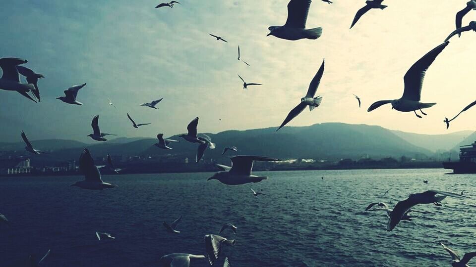 bird, animal themes, flying, animals in the wild, wildlife, flock of birds, seagull, spread wings, water, mid-air, sky, medium group of animals, sea, nature, river, built structure, outdoors, waterfront, cloud - sky