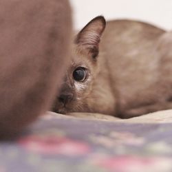 Close-up portrait of kitten relaxing on bed