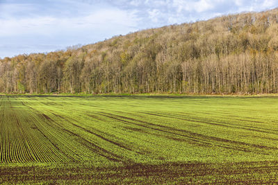 Lush green field by a forest edge