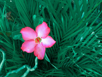 High angle view of pink flowering plant