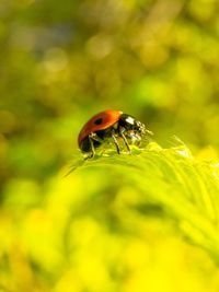 Close-up of ladybug on plant