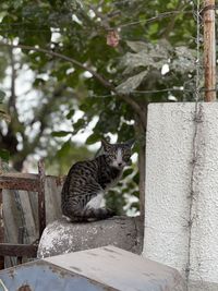 Cat sitting on wall