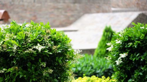 Close up on flowering bush at sunny day