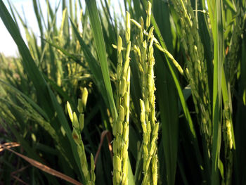 Close-up of crop growing in field