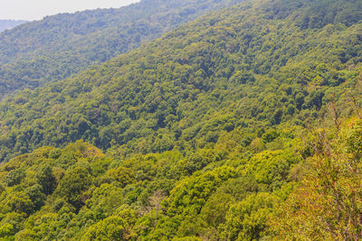 High angle view of trees in forest