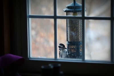 Close-up of bird looking through window