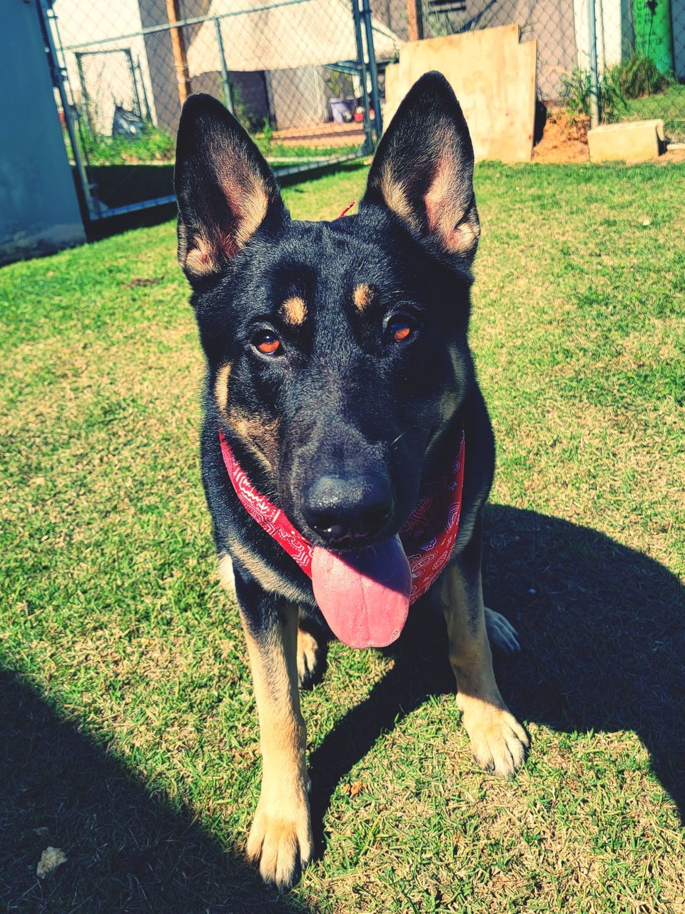 pet, domestic animals, one animal, canine, dog, animal themes, mammal, animal, grass, portrait, looking at camera, day, sunlight, no people, plant, nature, black, sticking out tongue, front or back yard, high angle view, shadow, outdoors, field, collar, pet collar, green, german shepherd