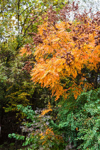 Sun shining through trees