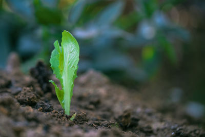 Close-up of small plant growing on field
