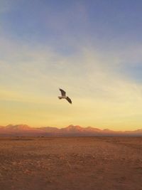 Bird flying over landscape against sky