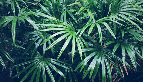 High angle view of plant