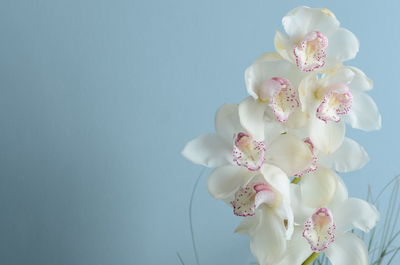 Close-up of white orchids against wall